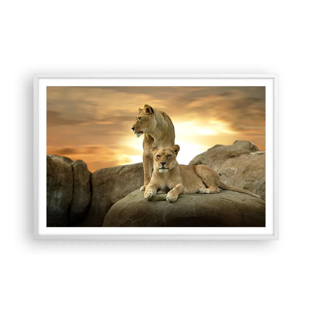 Poster in een witte lijst - Koninklijke majesteit - 91x61 cm