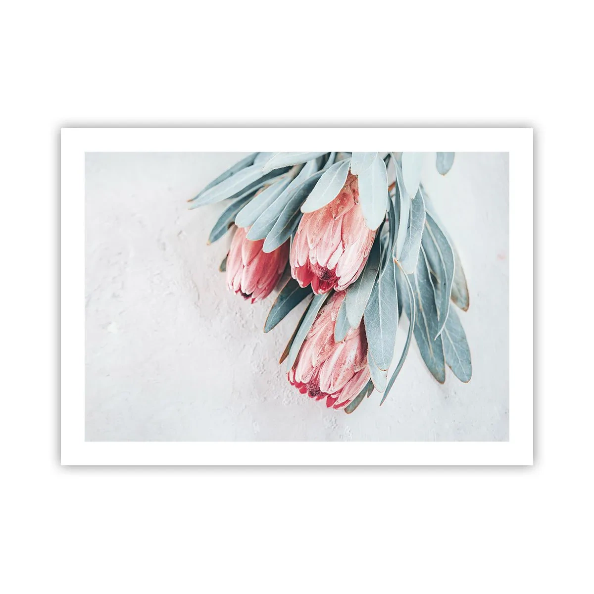 Poster - Schaamt zich voor hun eigen schoonheid - 70x50 cm