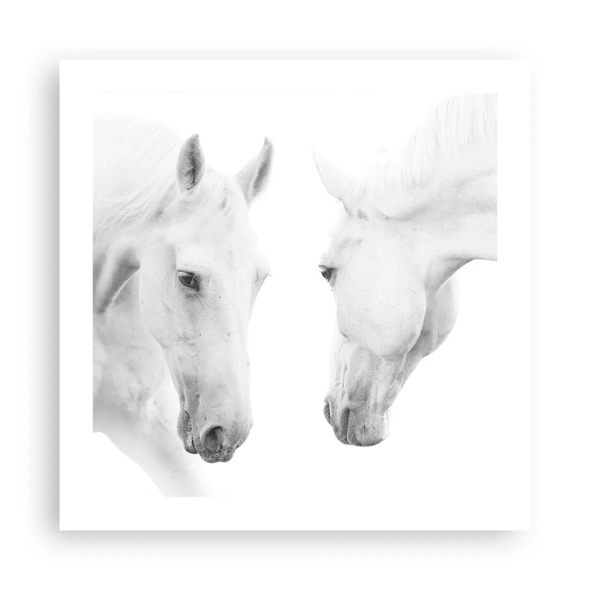 Poster - Is dit vriendschap...? - 50x50 cm