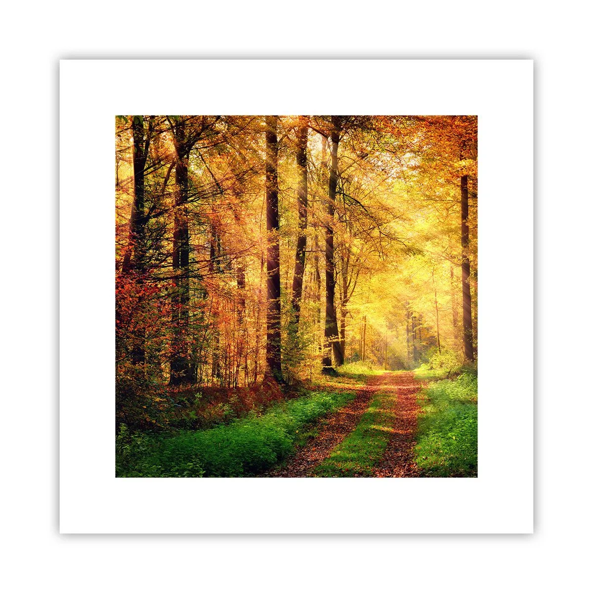 Poster - Bos-gouden stilte - 30x30 cm