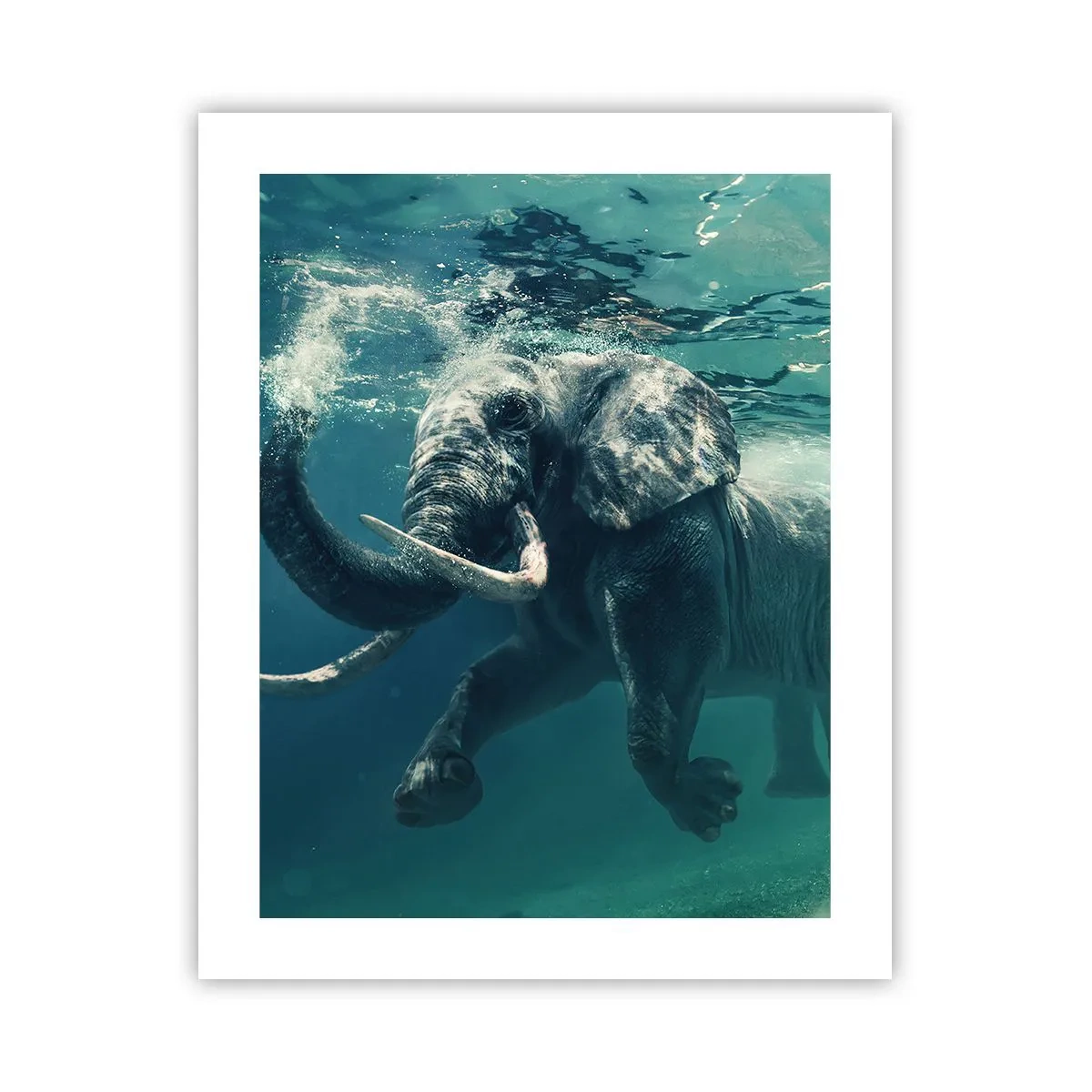 Poster - Iedereen houdt van zwemmen - 40x50 cm