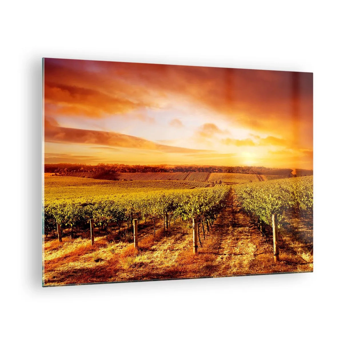 Schilderen op glas - Wijnstokken in een veld bij zonsondergang - 70x50cm - Licht fruitig met een vleugje zonneschijn - Moderne wanddecoratie voor woonkamer en slaapkamer ARTTOR