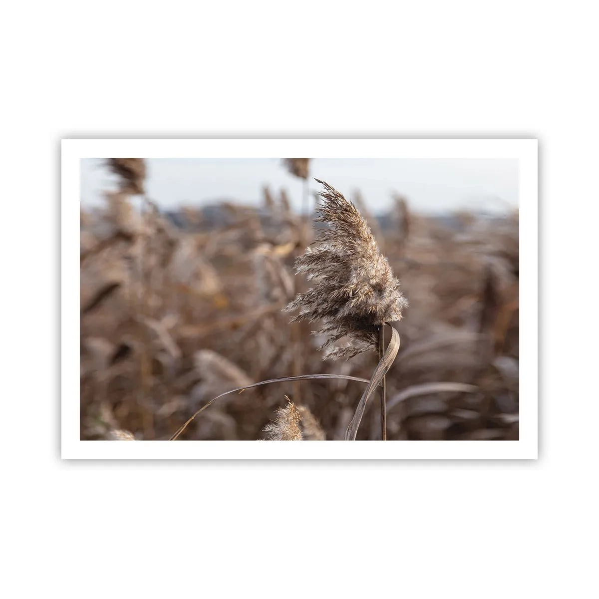 Poster - Tijd om met de wind mee te gaan - 91x61 cm