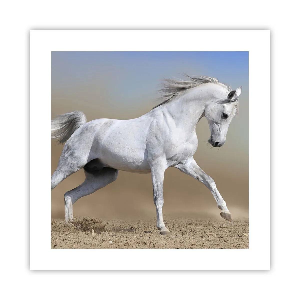 Poster - Het mooiste Arabische sprookje - 40x40 cm