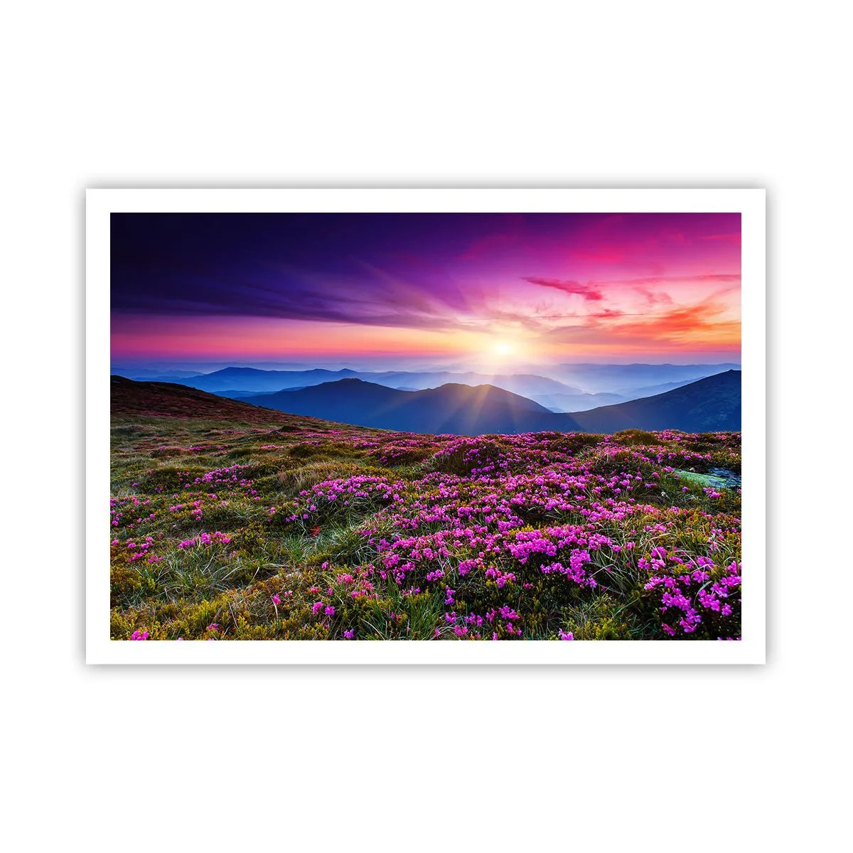 Poster - Kruiden roken naar verse trossen van de velden - 100x70 cm