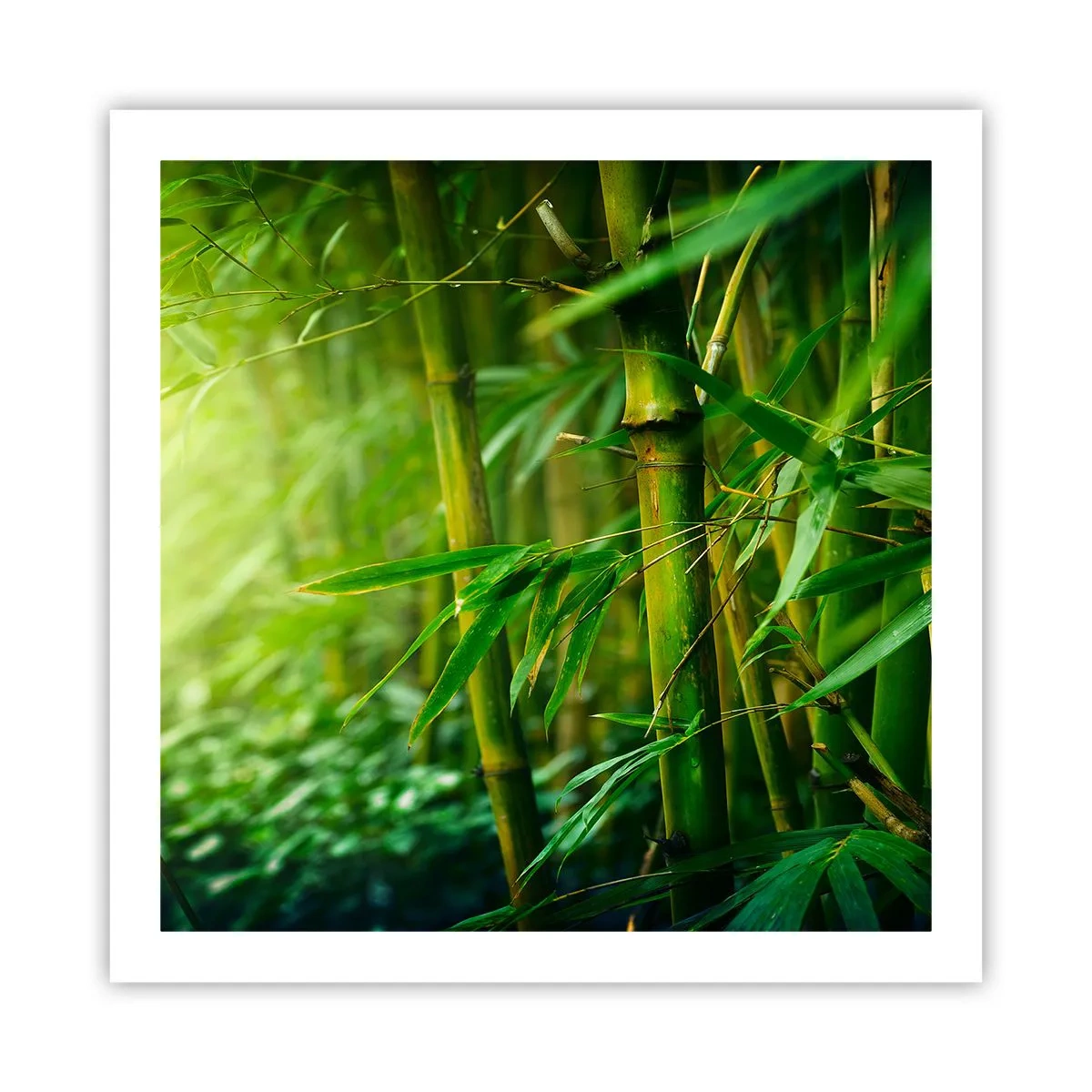 Poster - Maak kennis met groen zelf - 60x60 cm
