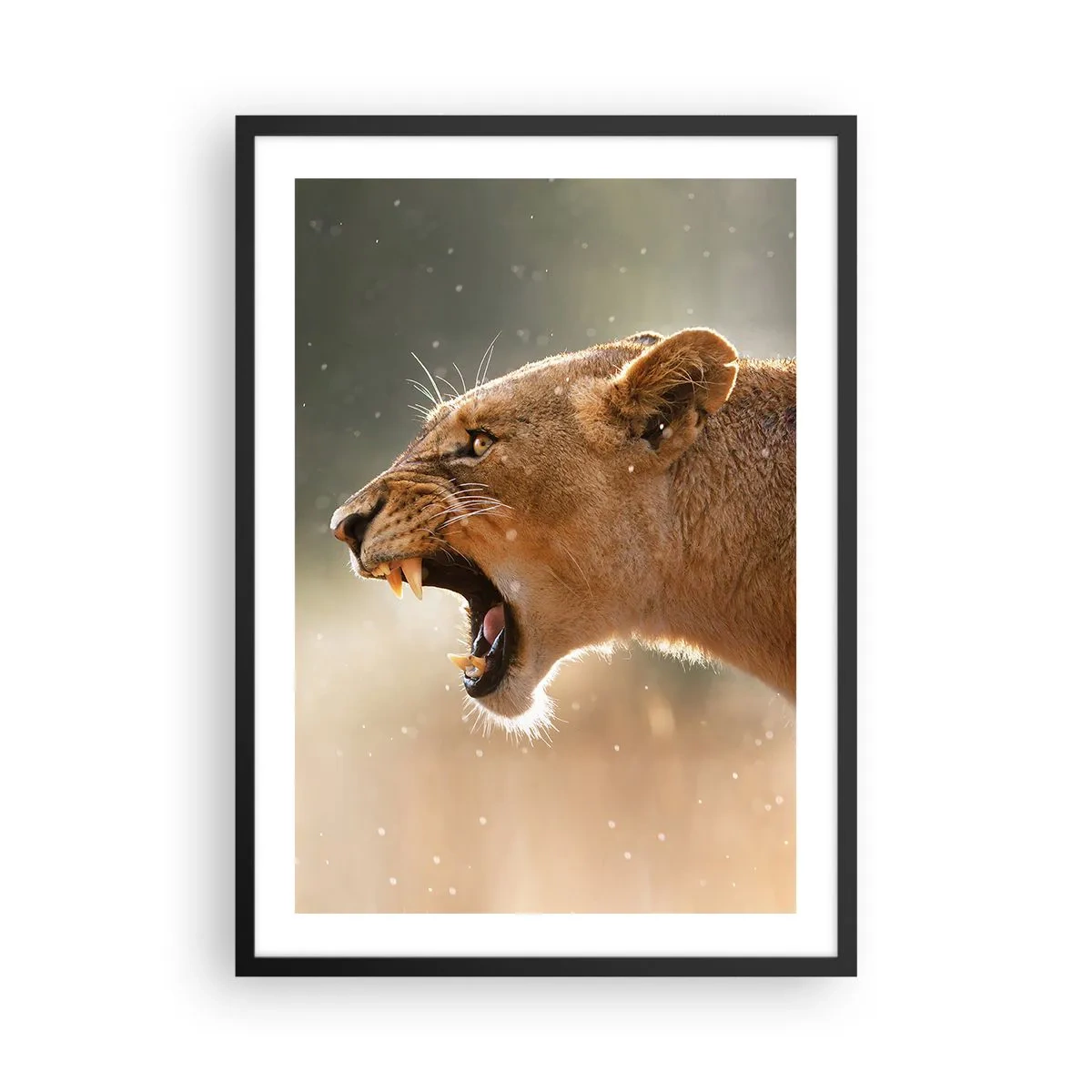Poster in een zwarte lijst - Close-up van een woedende leeuwin in volle beweging - 50x70cm - Probeer niet te luisteren - Moderne wanddecoratie voor woonkamer en slaapkamer ARTTOR
