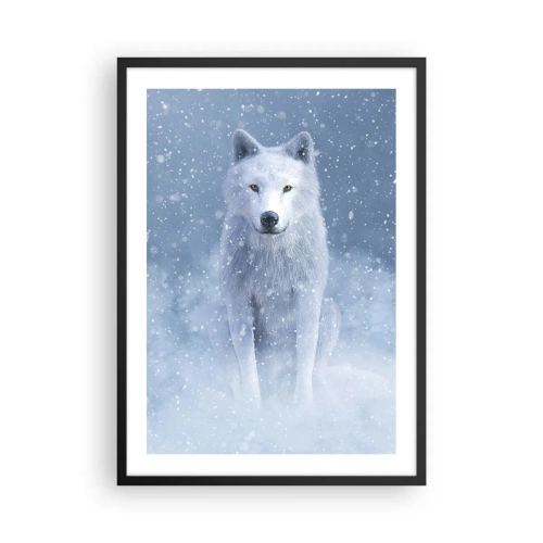 Poster in een zwarte lijst - Een witte wolf in een winterlandschap, omringd door sneeuw. - 50x70cm - In winterse sferen - Moderne wanddecoratie voor woonkamer en slaapkamer ARTTOR