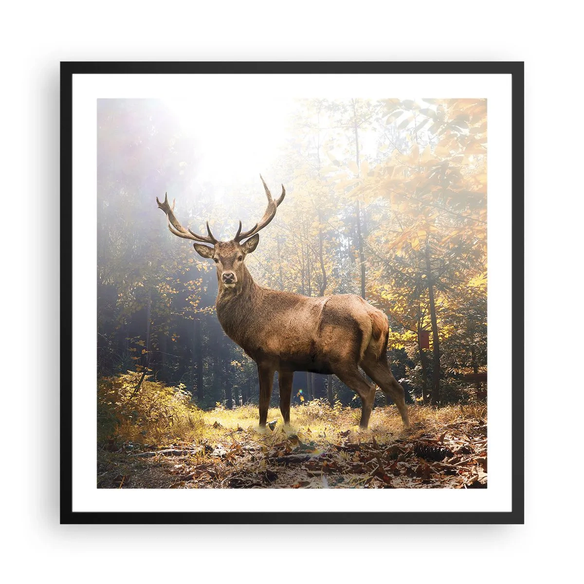 Poster in een zwarte lijst - In volle majesteit - 60x60 cm