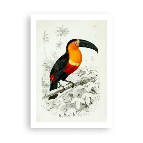 Poster - Kleuren van vogels - 50x70 cm