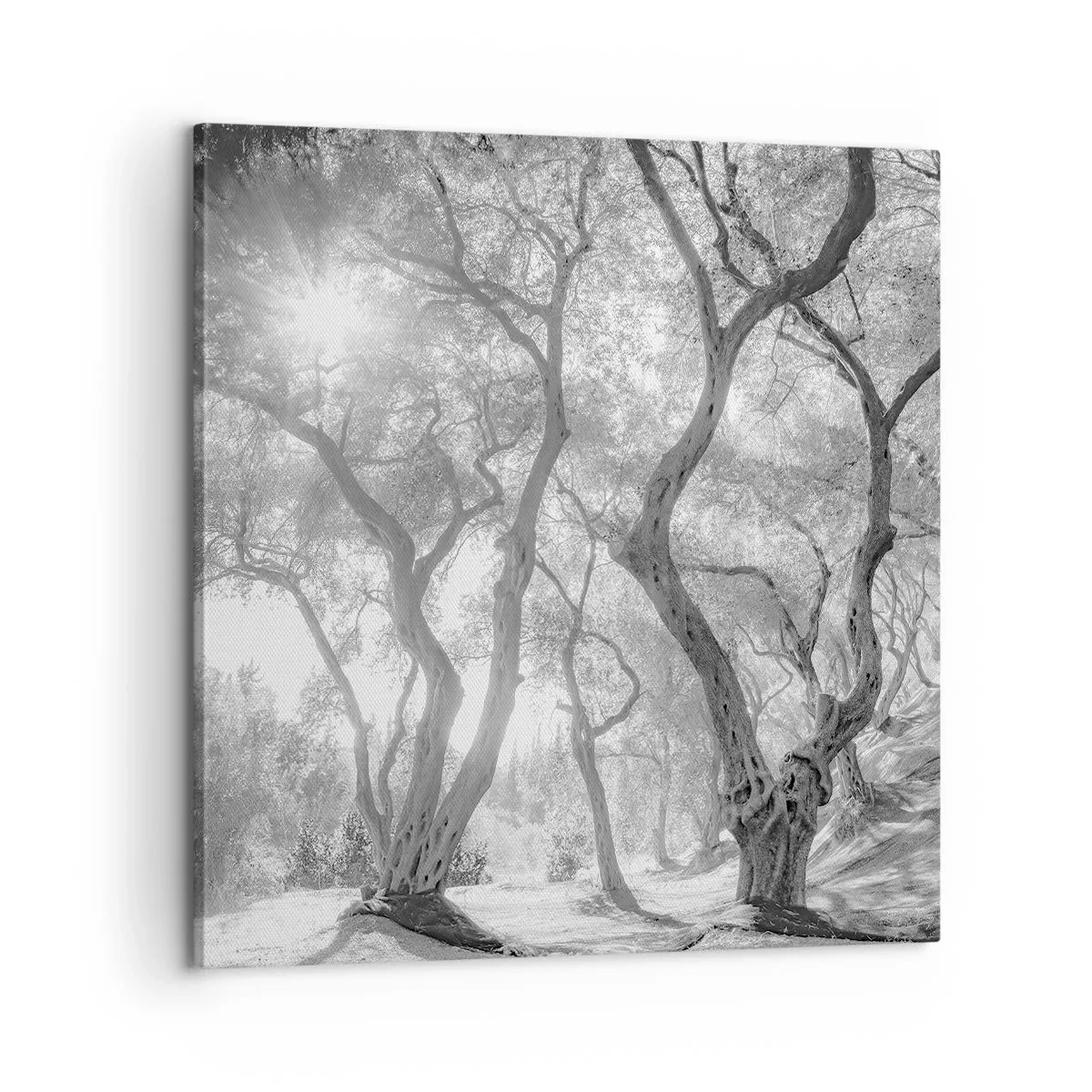 Schilderen op canvas - In de olijfboomgaard - 60x60 cm