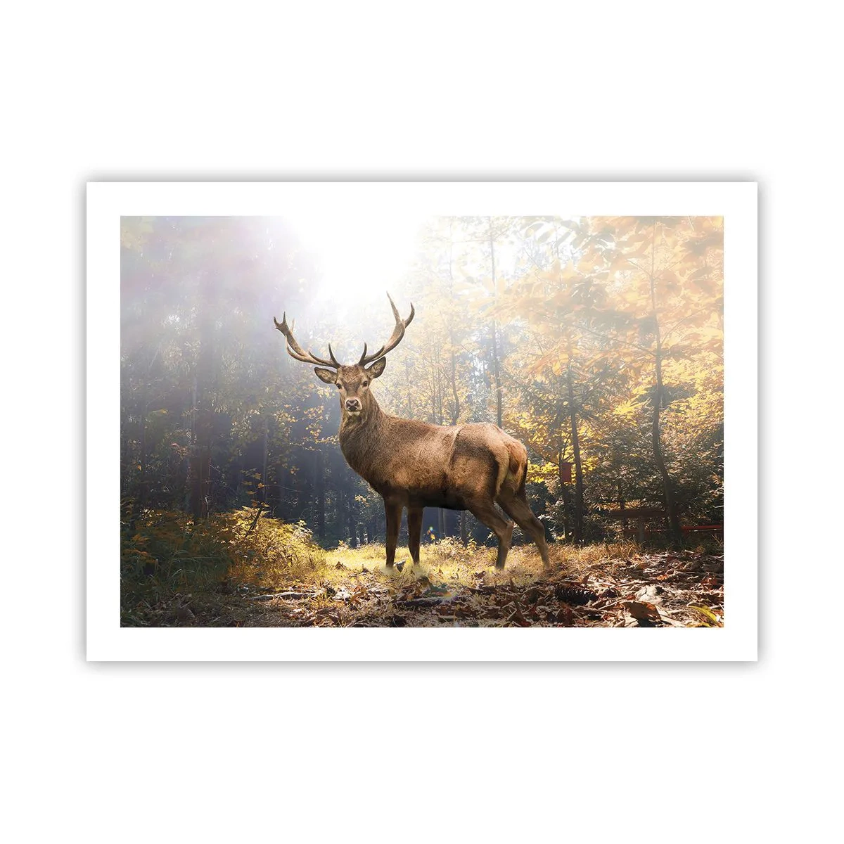 Poster - In volle majesteit - 70x50 cm