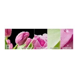 Fotobehang Monster Premium Canvas - Lila droom in dauw - Bloemen, Tulpen, Boeket bloemen - 100x30 cm