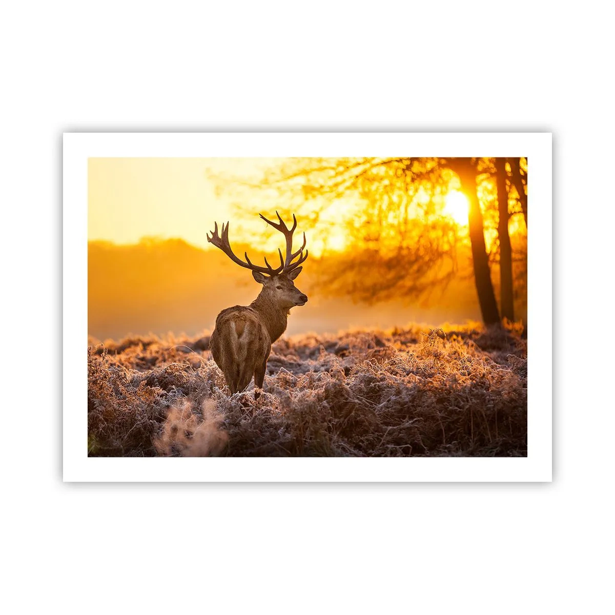 Poster - Koning van het herfstbos - 70x50 cm