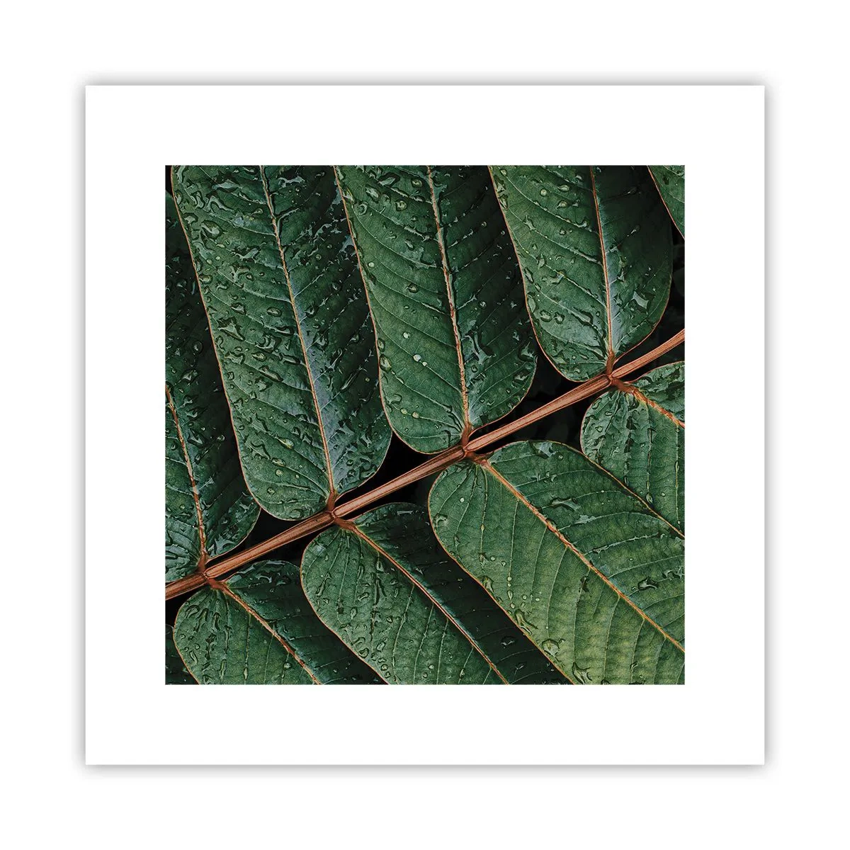Poster - In een groen ritme - 30x30 cm