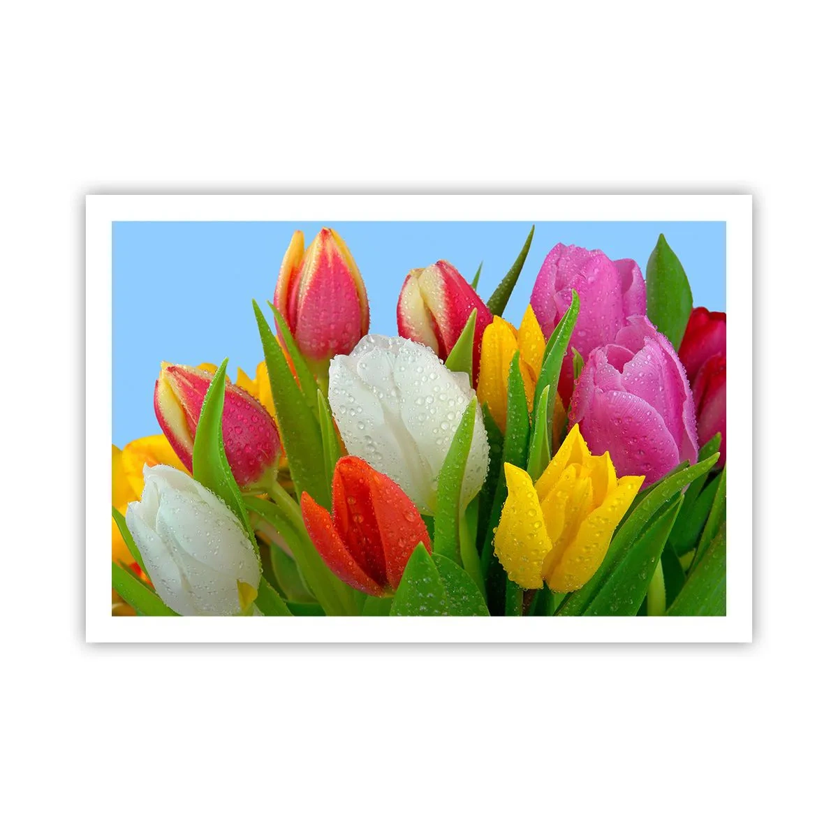 Poster - Een bloemenregenboog in dauwdruppels - 91x61 cm