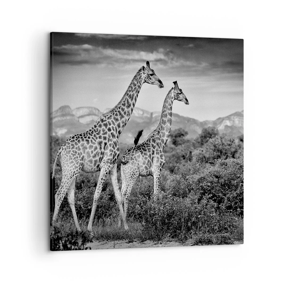 Schilderen op canvas - Hoge sferen in Afrika - 50x50 cm