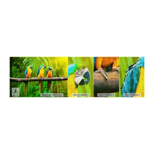 Fotobehang Monster Premium Canvas - En heb je gehoord dat ze...? - Vogels, Papegaaien, Natuur - 100x30 cm