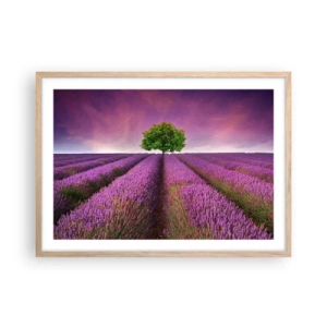 Een poster in een licht eiken lijst - Op lavendelvelden - 70x50 cm