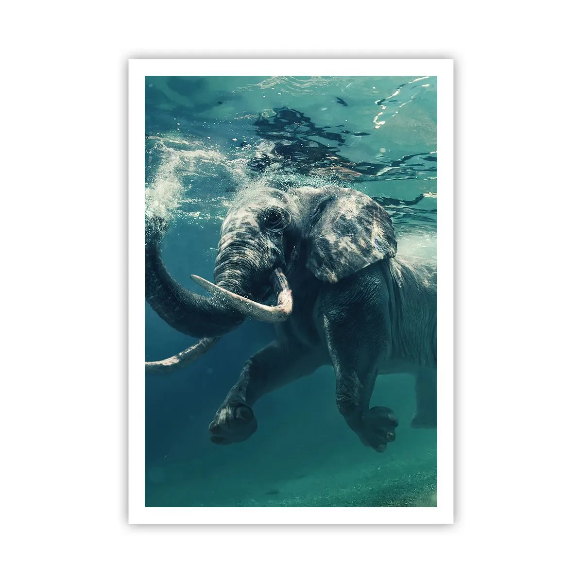 Poster - Iedereen houdt van zwemmen - 70x100 cm
