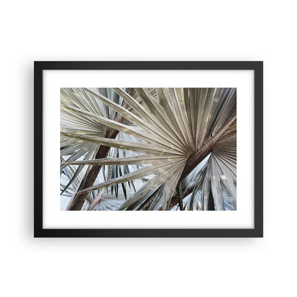 Poster in een zwarte lijst - Fans in de tropen - 40x30 cm