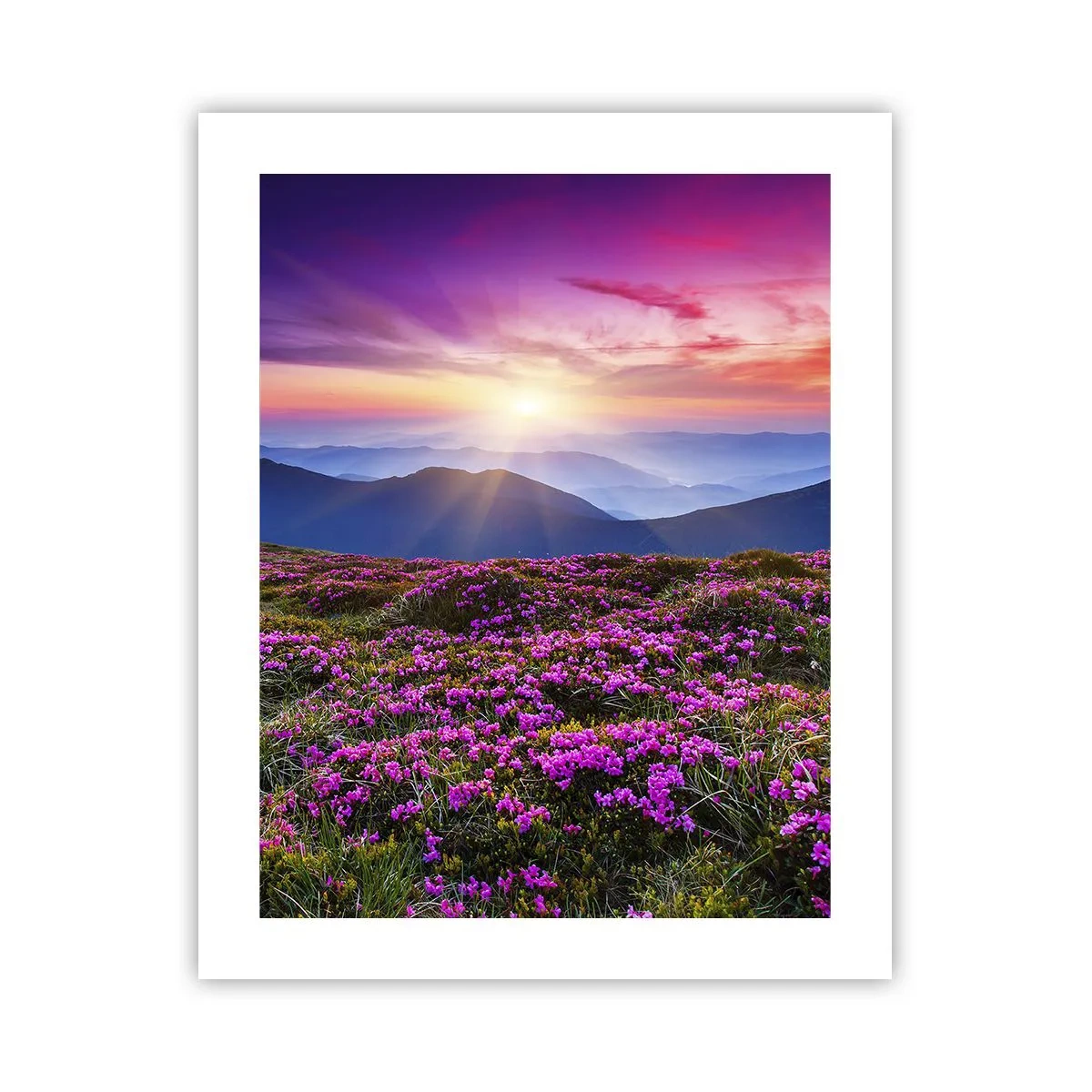 Poster - Kruiden roken naar verse trossen van de velden - 40x50 cm