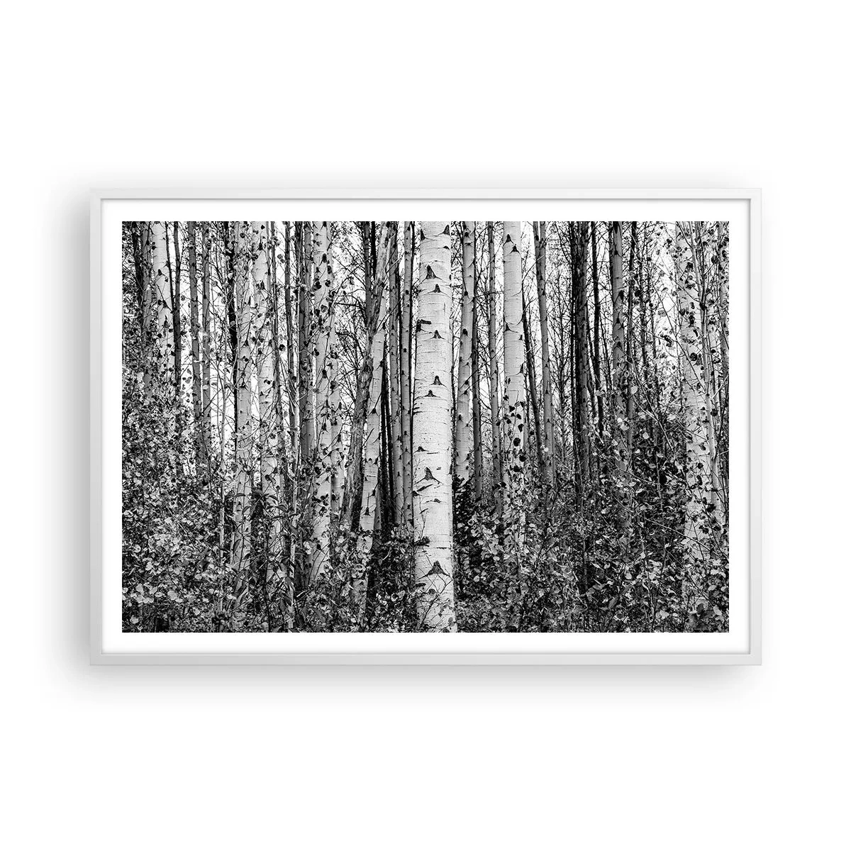 Poster in een witte lijst - Berken colonnade - 100x70 cm