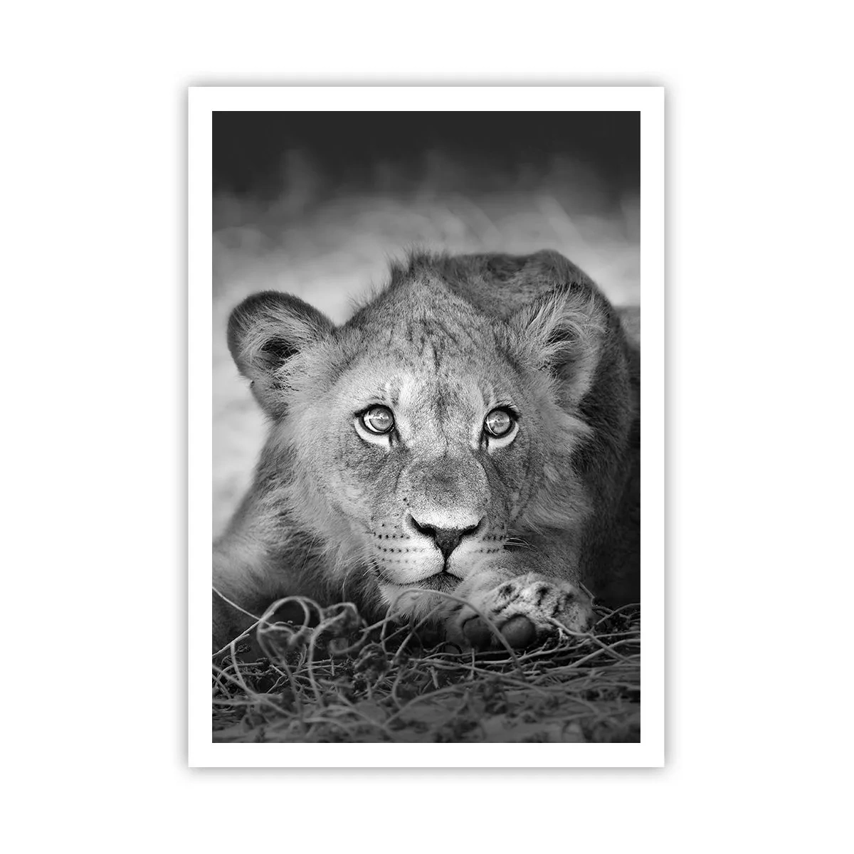 Poster - Koninklijke puppy - 70x100 cm