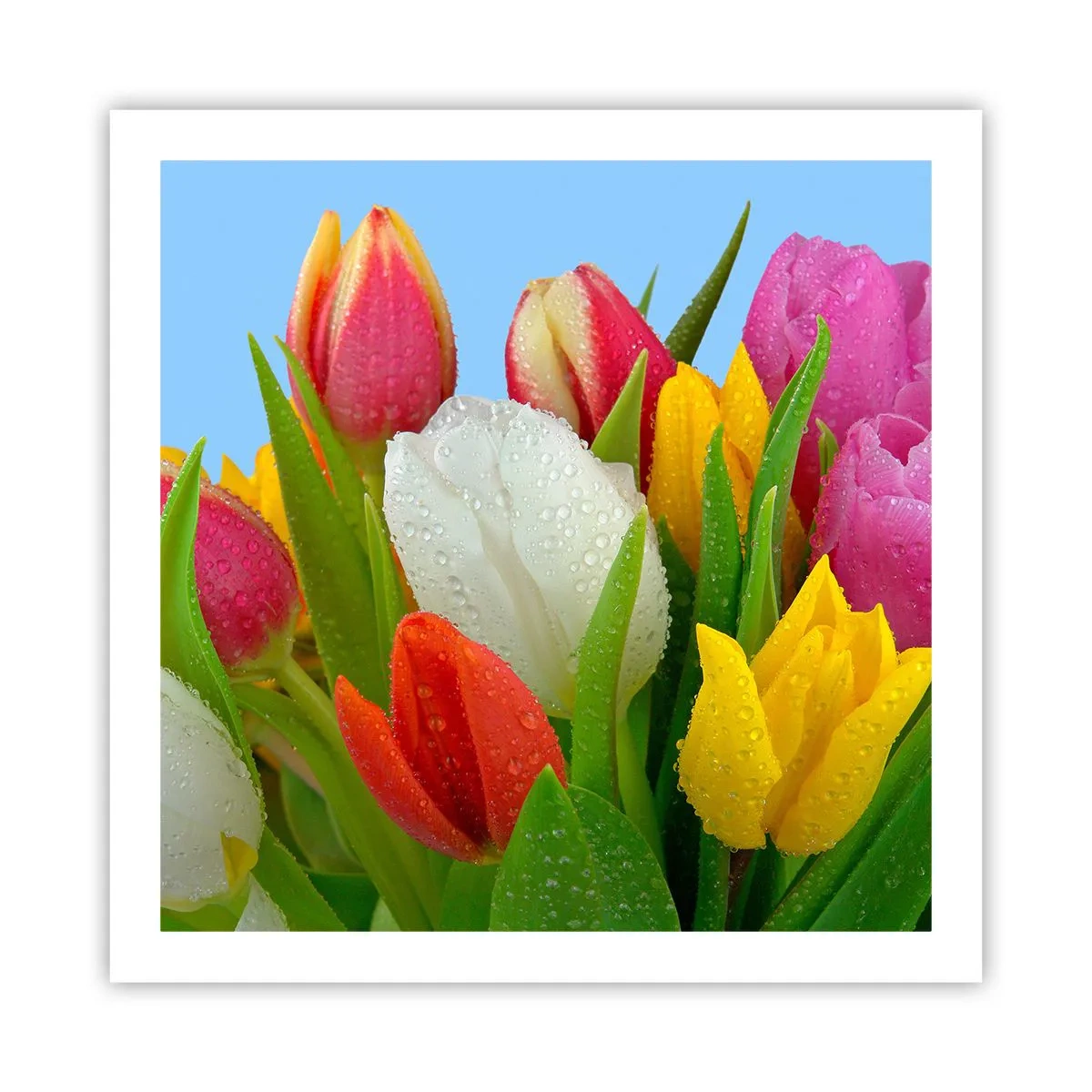 Poster - Een bloemenregenboog in dauwdruppels - 60x60 cm