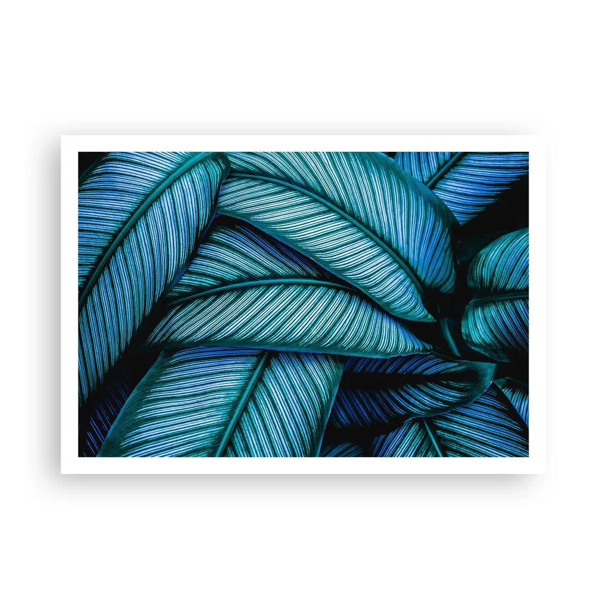 Poster - Levens lijnen - 100x70 cm
