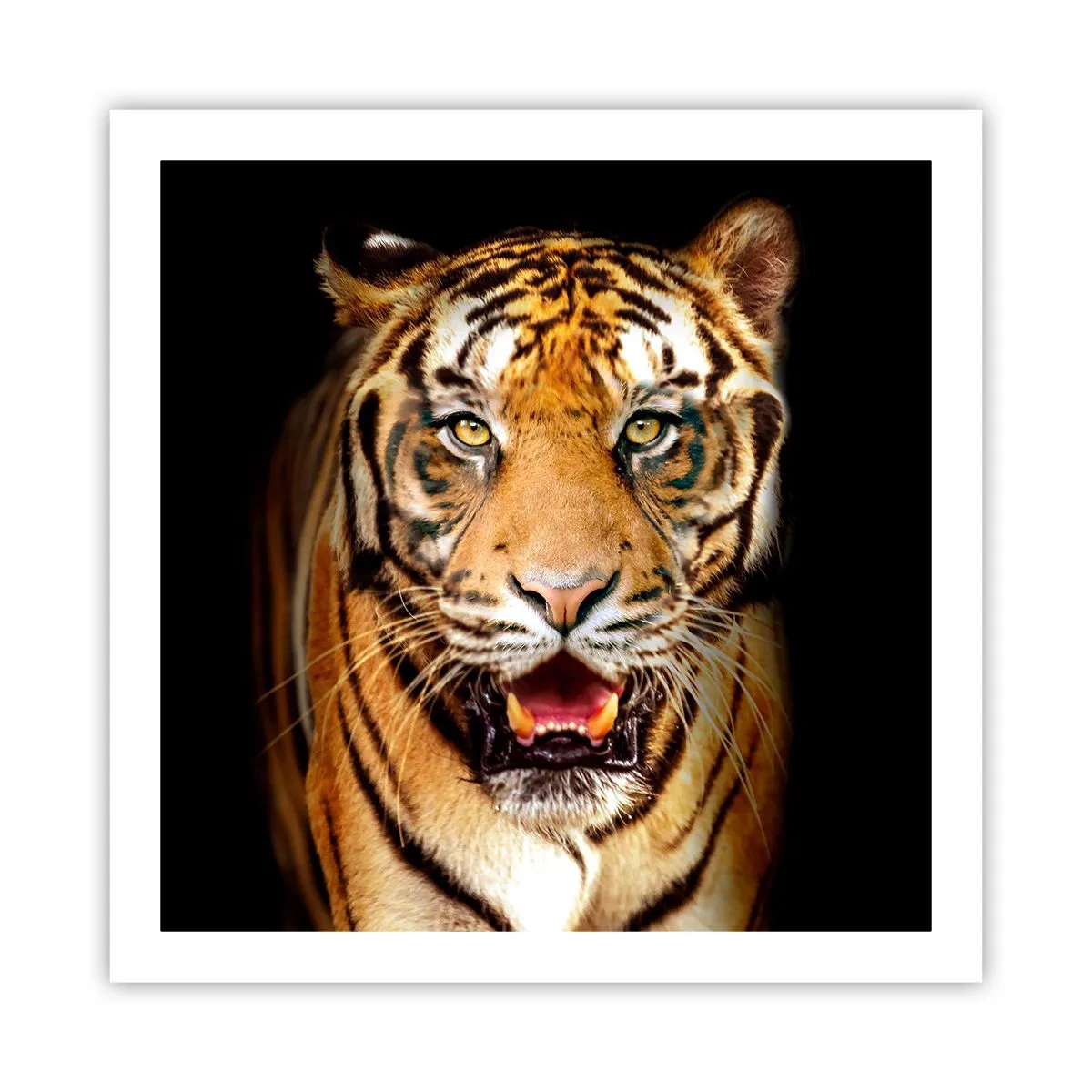 Poster - Wildheid in het hart - 60x60 cm