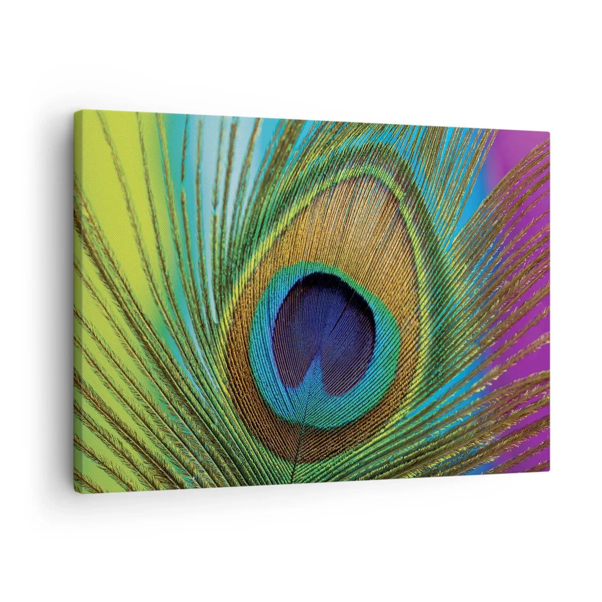 Schilderen op canvas - Close-up van een pauwenveer met levendige kleuren - 70x50cm - Oog in oog - Moderne wanddecoratie voor woonkamer en slaapkamer ARTTOR