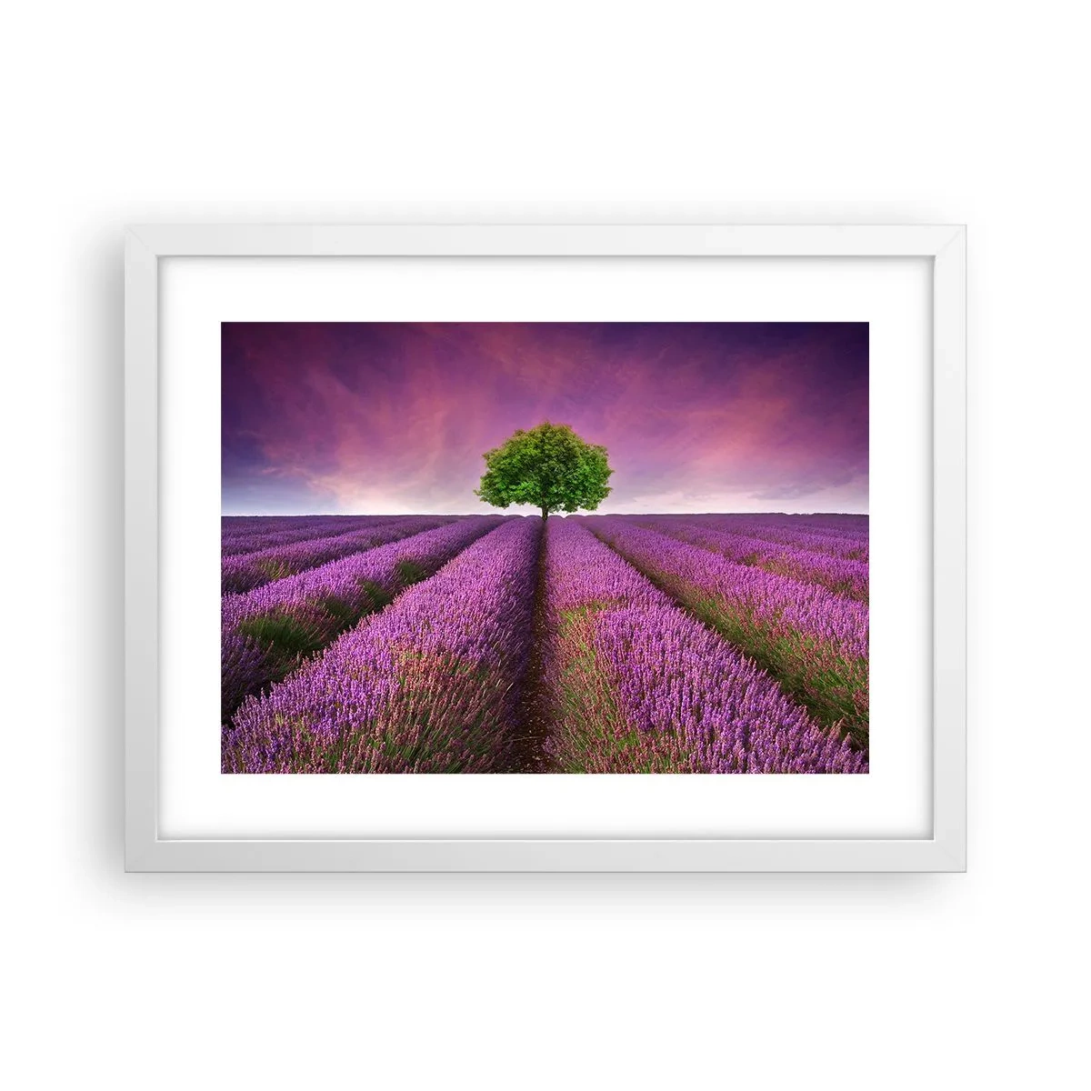 Poster in een witte lijst - Op lavendelvelden - 40x30 cm