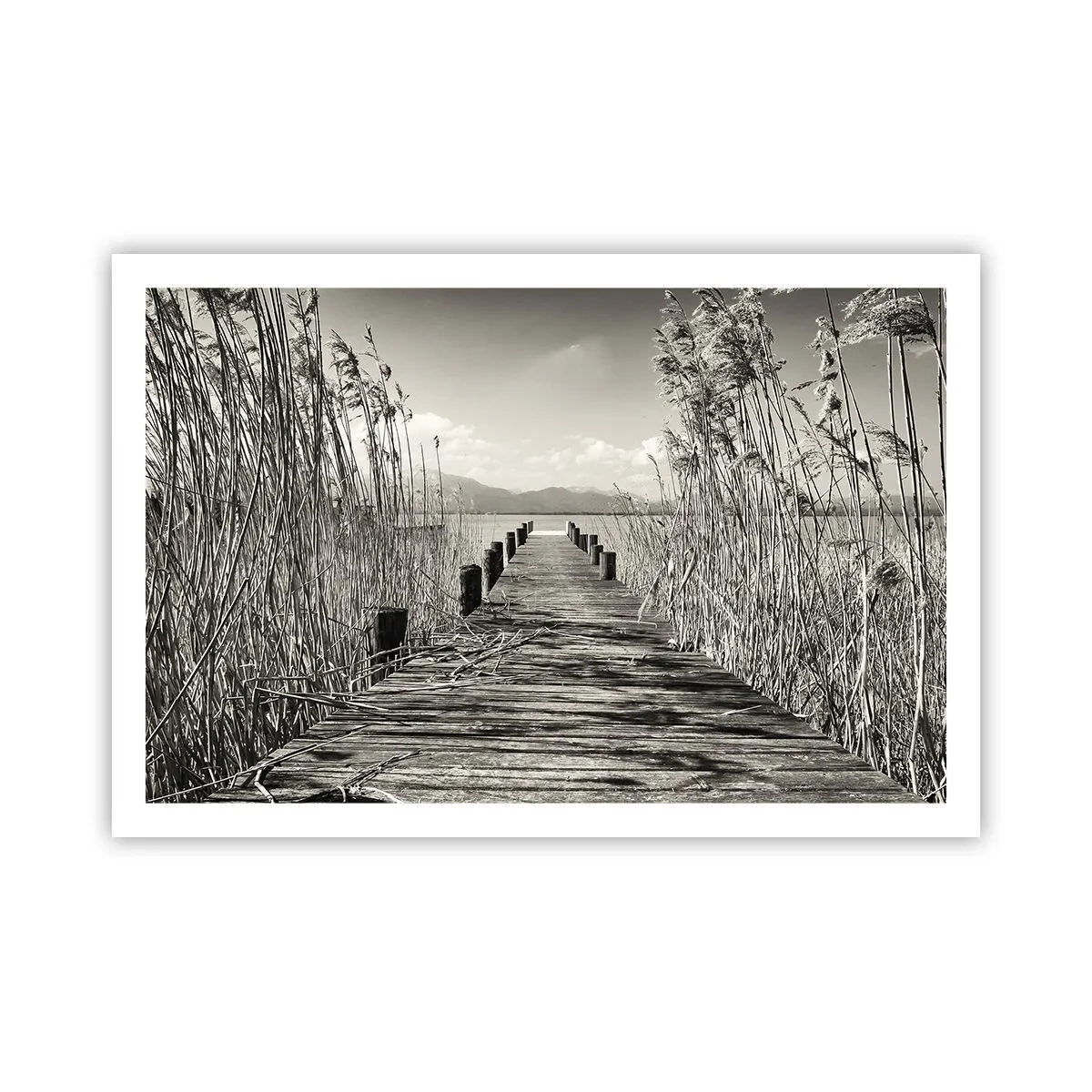 Poster - In de stilte van het gras - 91x61 cm