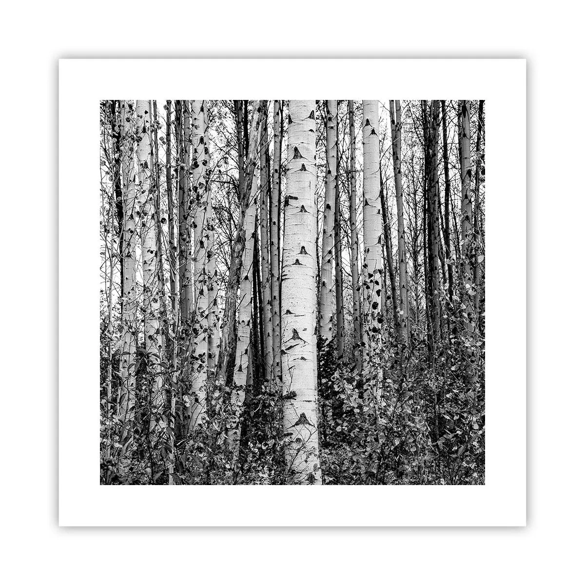 Poster - Berken colonnade - 40x40 cm