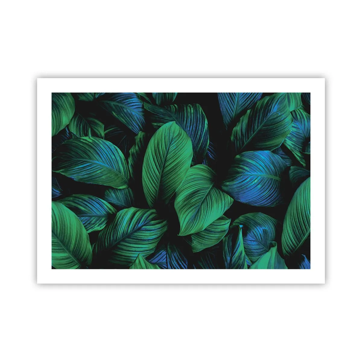 Poster - In de groene menigte - 70x50 cm