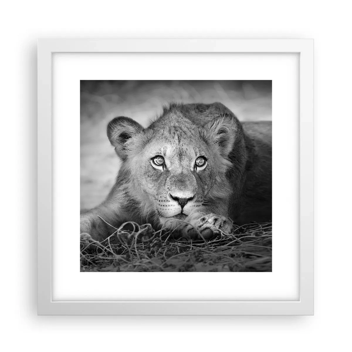 Poster in een witte lijst - Koninklijke puppy - 30x30 cm