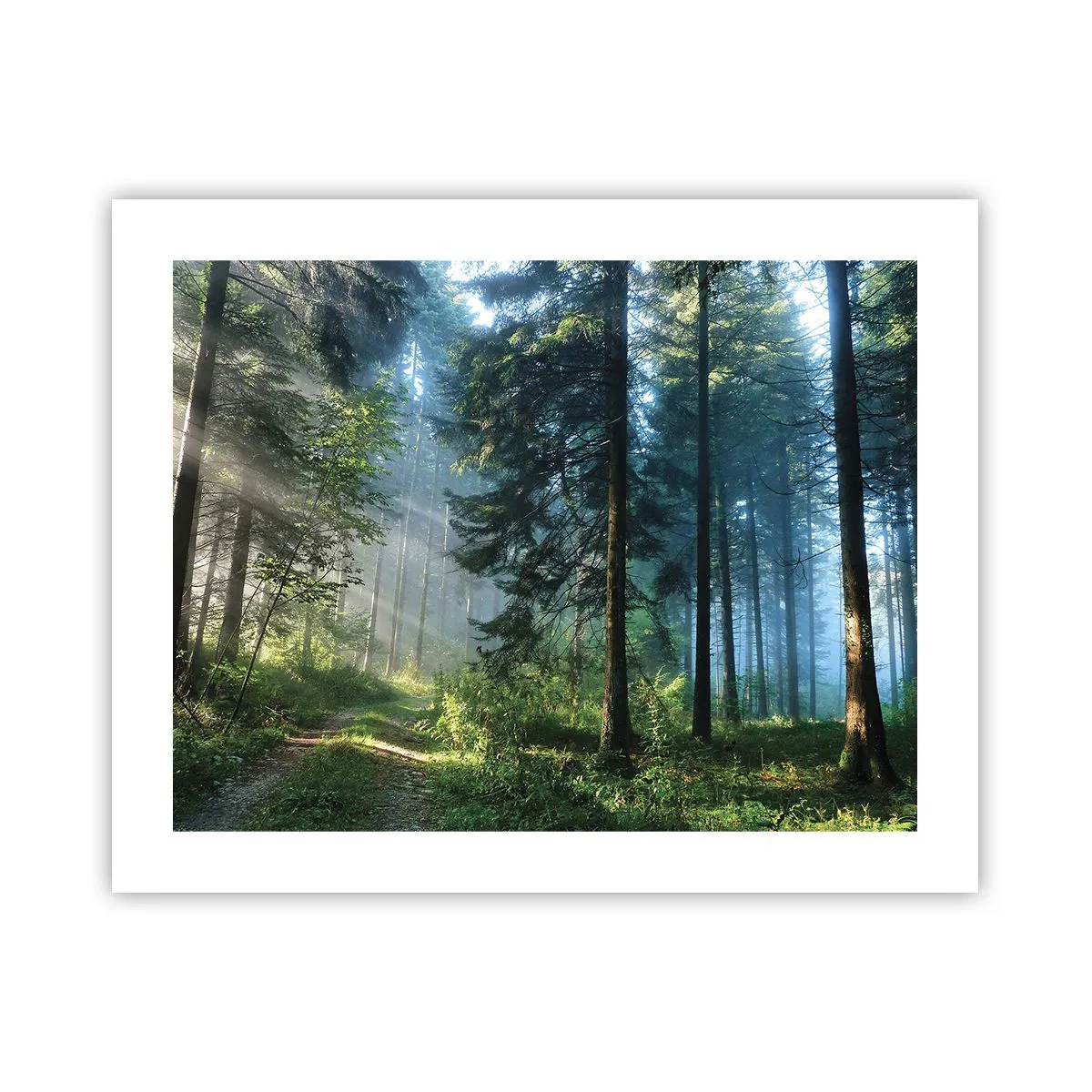 Poster - Stralend in de ochtend - 50x40 cm