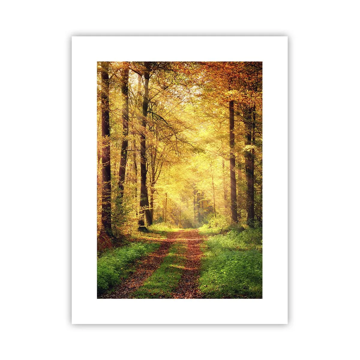 Poster - Bos-gouden stilte - 30x40 cm