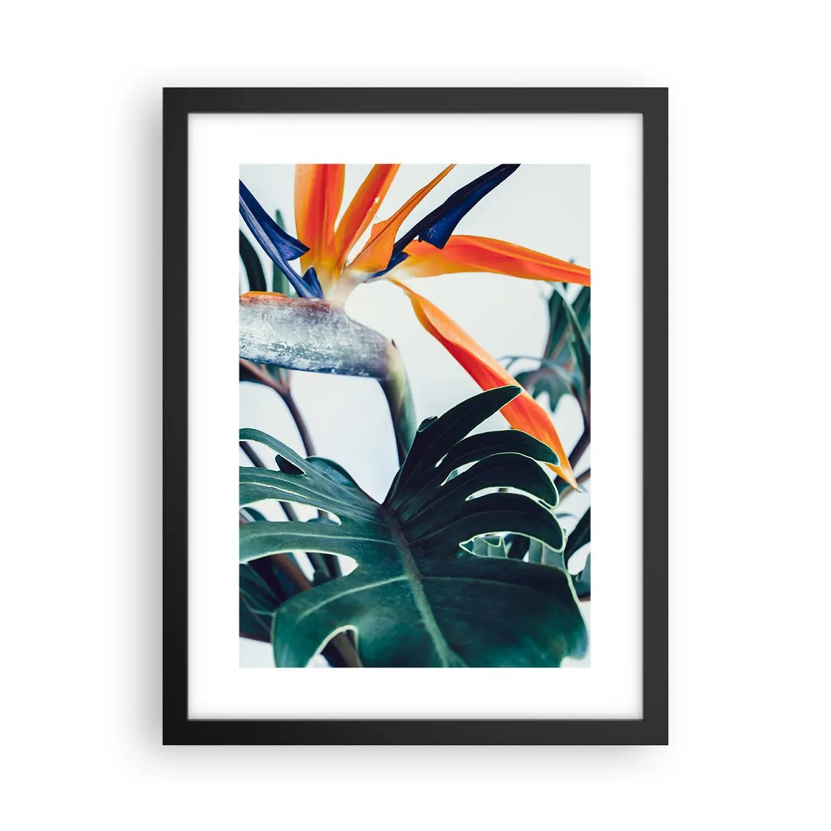 Poster in een zwarte lijst - Vogelstruik - 30x40 cm