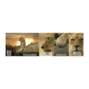 Fotobehang Monster Premium Sand - Koninklijke majesteit - Dieren, Leeuw, Natuur - 100x30 cm