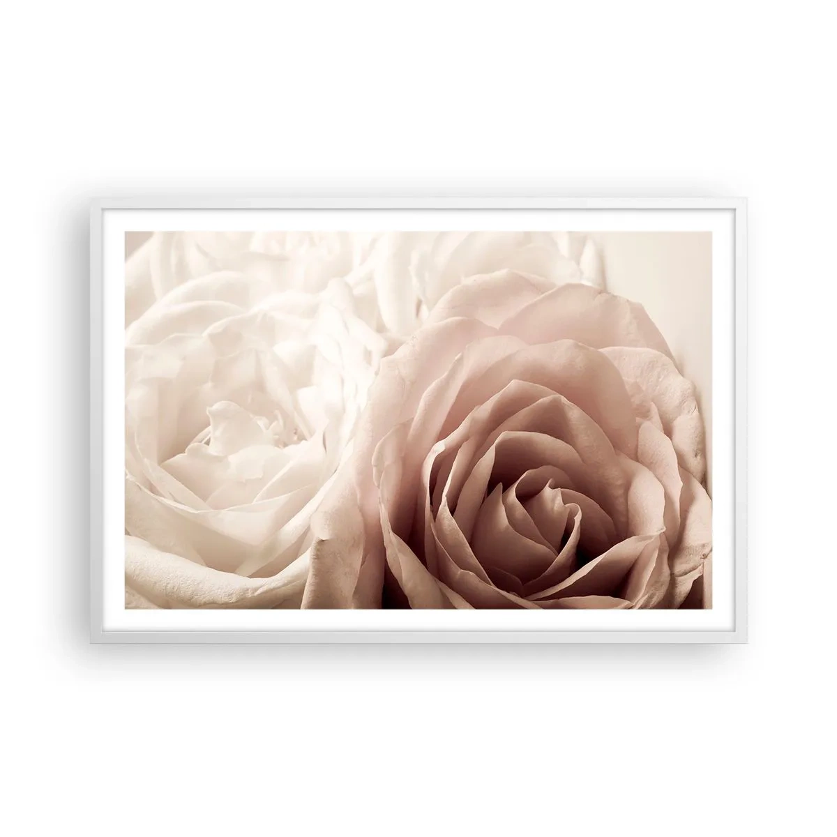 Poster in een witte lijst - In het hart van een roos - 91x61 cm