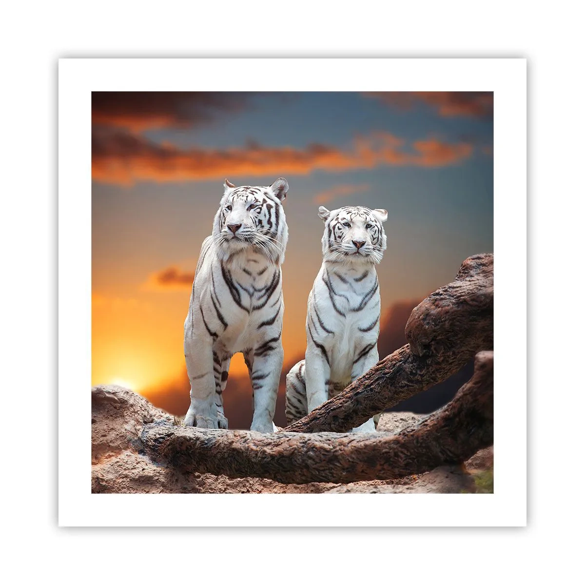 Poster - Net als in Narnia - 50x50 cm