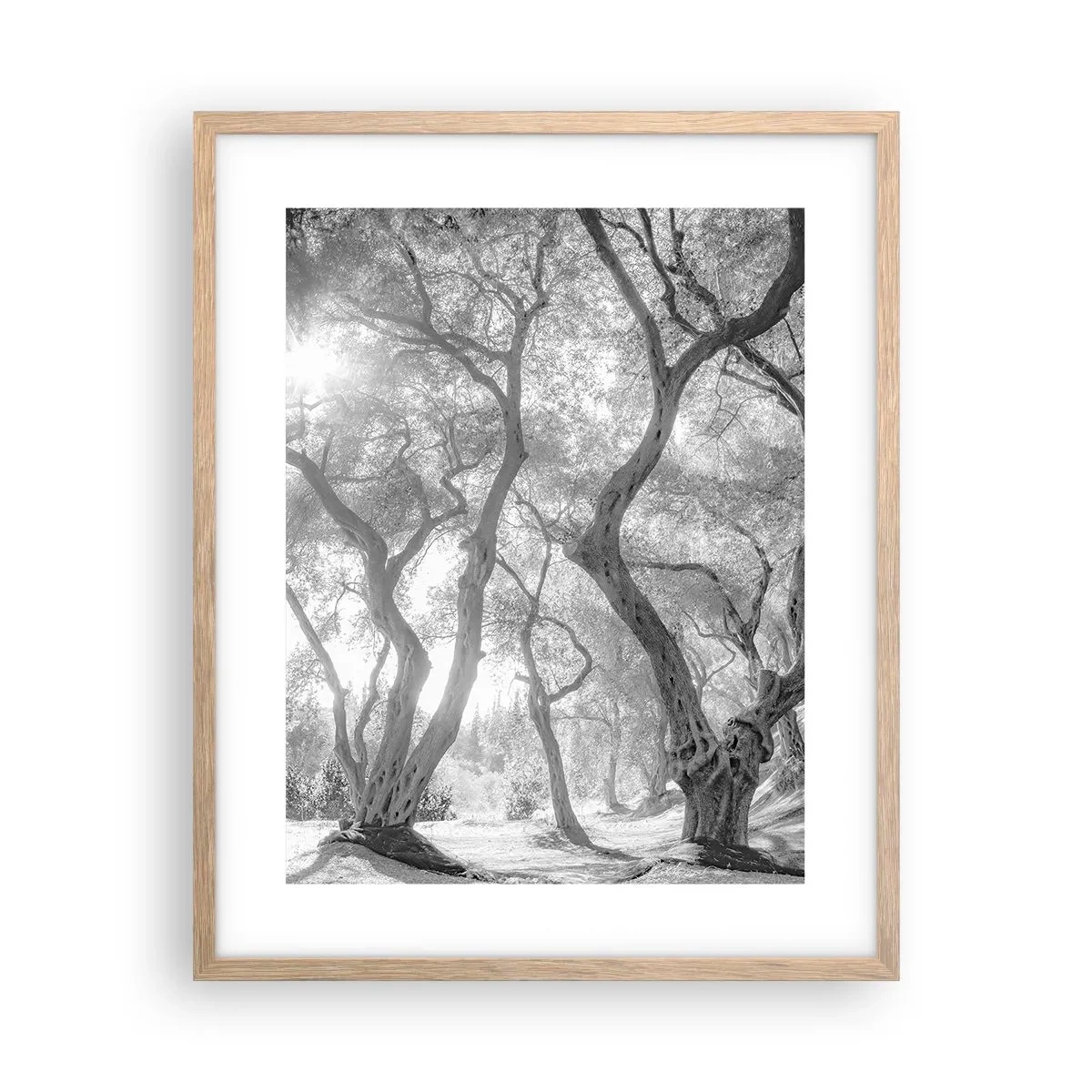 Een poster in een licht eiken lijst - In de olijfboomgaard - 40x50 cm
