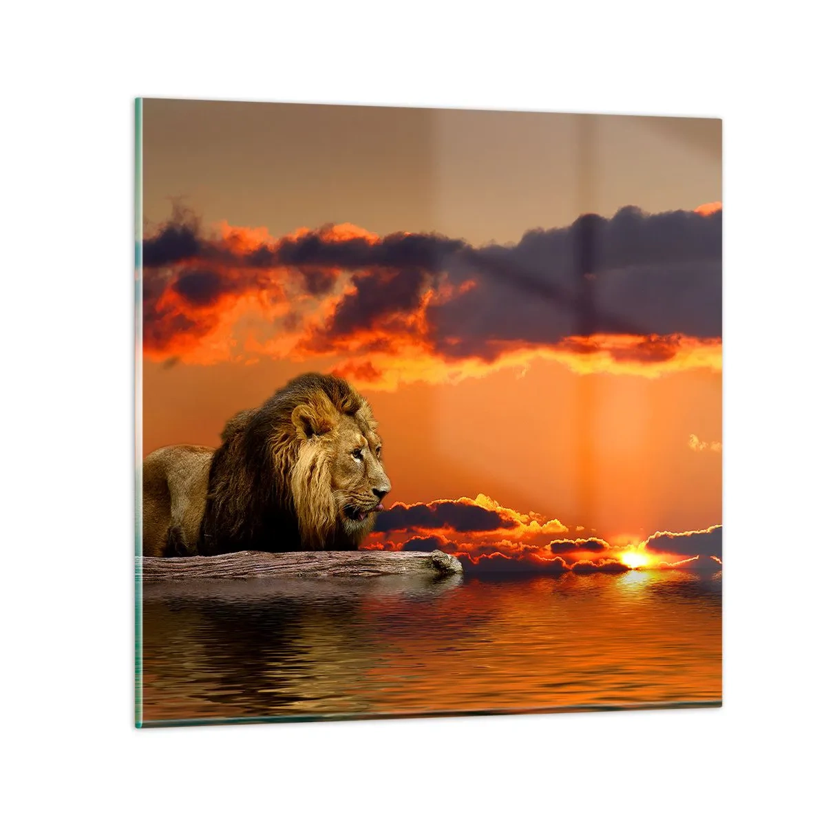 Schilderen op glas - Koning van de natuur - 70x70 cm