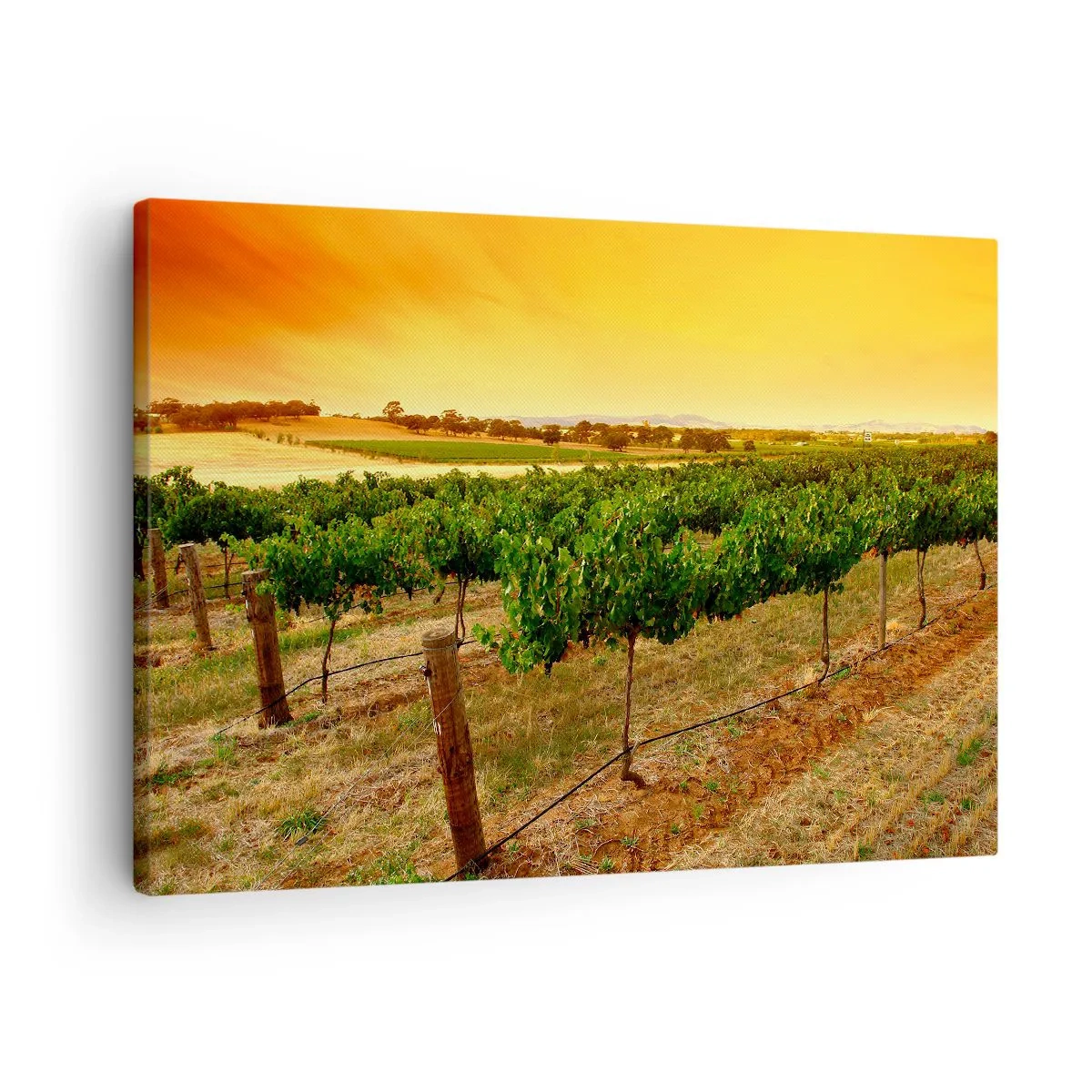 Schilderen op canvas - Wijnstokken op een plantage bij een gouden zonsondergang - 70x50cm - Neem een