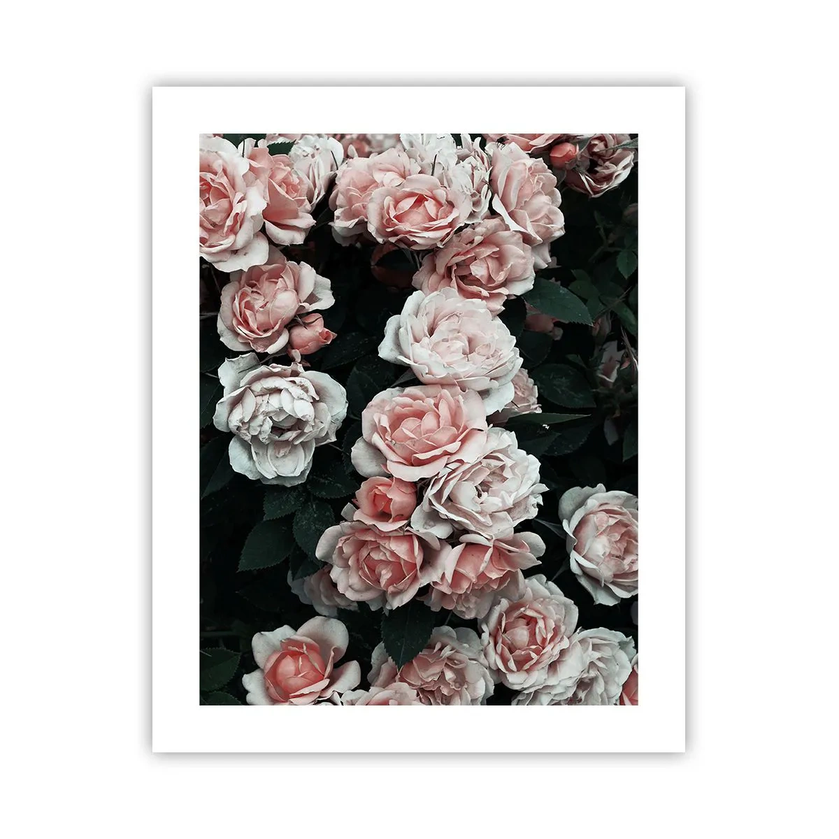Poster - Rozen ensemble - 40x50 cm