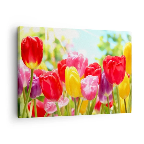 Schilderen op canvas - Kleurrijke tulpen in volle bloei tegen een lenteachtergrond - 70x50cm - Dat zijn wij, de kleuren van mei! - Moderne wanddecoratie voor woonkamer en slaapkamer ARTTOR