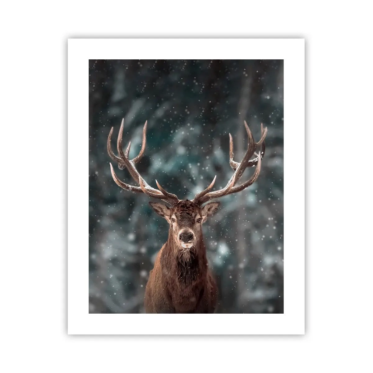 Poster - Gekroond tot koning van het bos - 40x50 cm