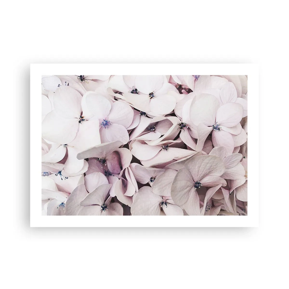 Poster - In een vloed van bloemen - 70x50 cm